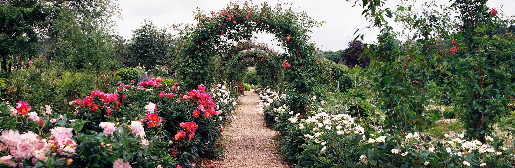 Top 10 Climbing Plants for Your Garden Arch Trellis