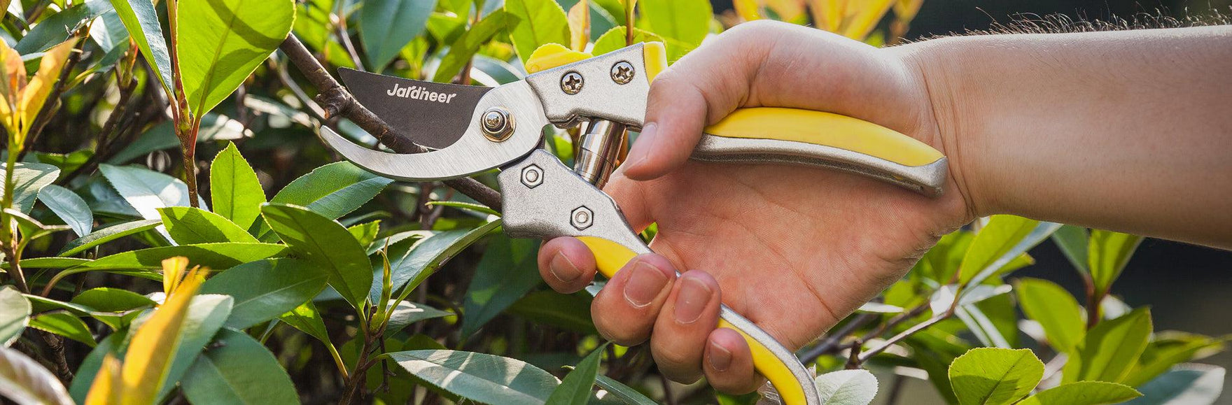 How to start pruning as a beginner