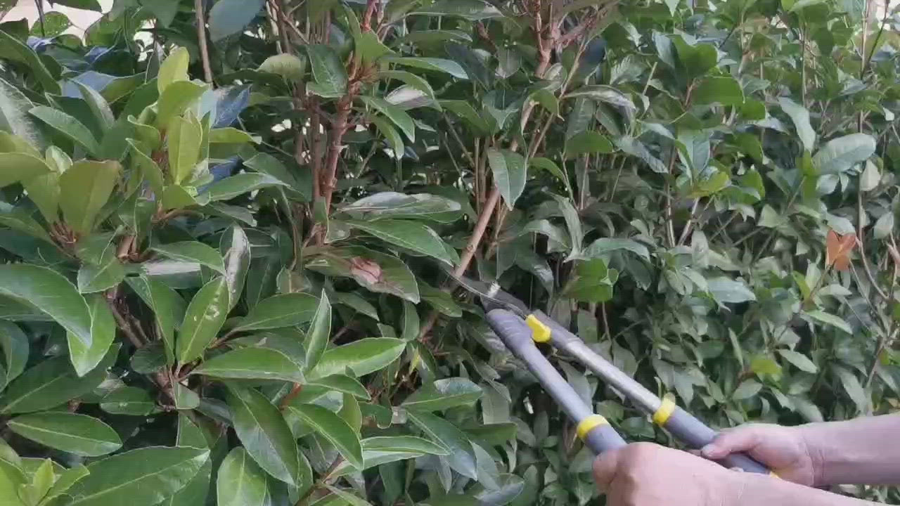 lopper tool use video